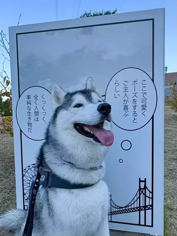 「ぐうの音も出ないとはこのことか」　あざとさ限界突破のハスキーに21万人おてあげ