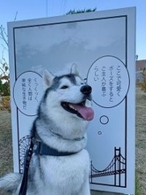 「ぐうの音も出ないとはこのことか」　あざとさ限界突破のハスキーに21万人おてあげ