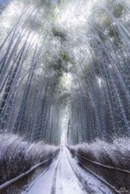 「やっぱり別格」「美しい...」　雪の京都で出会った〝静寂〟に6000人圧倒される