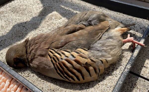 まさか 行き倒れ 砂の上に 落ちてる 鳥にドキッとするけど めっちゃ可愛い真相にほっこり 22年5月19日 エキサイトニュース