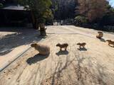 「キレイに並ぶ〝三段階進化カピバラ〟に3.6万人もん絶　「かわいい」「カピバラ、カピバ、カピ」」の画像1