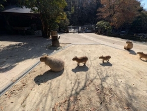 キレイに並ぶ〝三段階進化カピバラ〟に3.6万人もん絶　「かわいい」「カピバラ、カピバ、カピ」