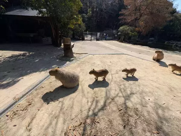 キレイに並ぶ〝三段階進化カピバラ〟に3.6万人もん絶　「かわいい」「カピバラ、カピバ、カピ」