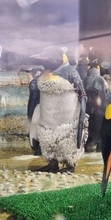 「なんでそこだけ」「偶然こうなるとは」　換羽ペンギンの〝ボリューム満点下半身〟に5.6万人驚がく