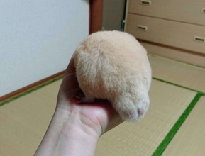 これがハムスター...だと？　唯一無二の〝心の栄養〟もたらす巨大お尻に9900人もん絶