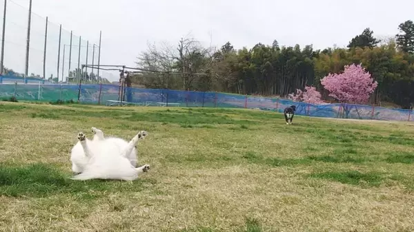 「盛大に好きなように過ごしてますね」 自由すぎる犬たちの〝フリーダムドッグラン〟に1.9万人ほっこり