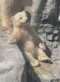 「「白くてでっかいテディベア」「とんでもない可愛さ」　赤ちゃんシロクマの〝ぬいぐるみ感〟に8.8万人もん絶」の画像1