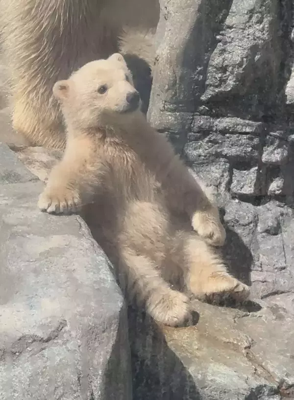 「白くてでっかいテディベア」「とんでもない可愛さ」　赤ちゃんシロクマの〝ぬいぐるみ感〟に8.8万人もん絶
