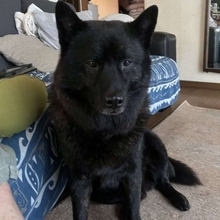 家の中にクマ出現！？→犬だった...　あまりにも〝激似〟な姿に23万人驚がく「これはクマ」「めっちゃクマ」