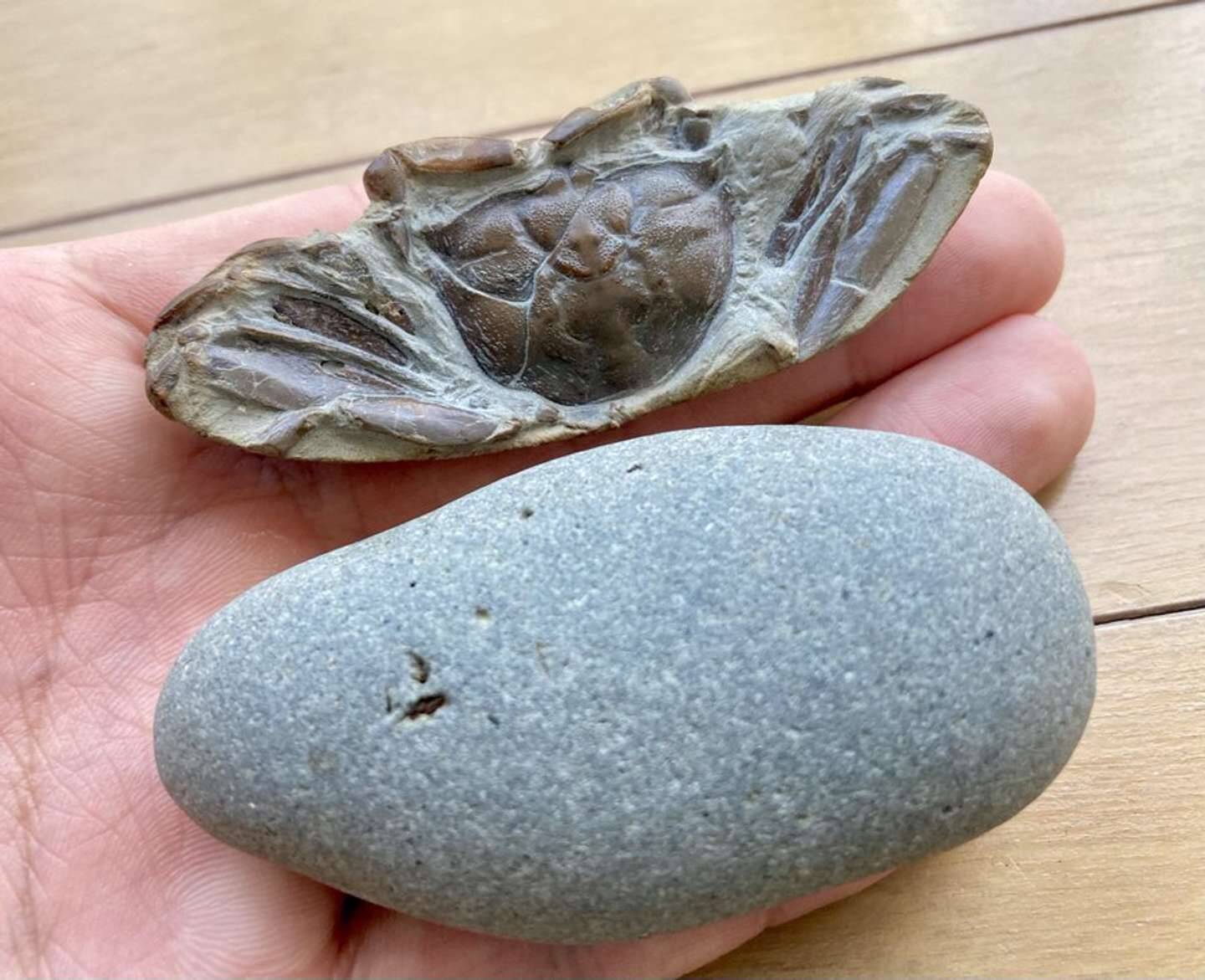 ただの石ころにしか見えないけれど...　大学生が20時間かけて削った〝成果〟にネット震撼「何で見つけられるんや...」