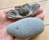 「ただの石ころにしか見えないけれど...　大学生が20時間かけて削った〝成果〟にネット震撼「何で見つけられるんや...」」の画像2