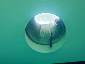 「こんなに柔らかいんだ」「アザラシはゲル」　しながわ水族館で目撃された〝衝撃的寝相〟に5.2万人驚がく