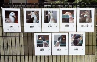 新潟・樽ケ橋遊園の〝ネーミングセンス〟に1.2万人ほっこり　アイガモの名づけに感じる愛情とユーモア