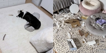 〝2.5次元俳優が好きすぎるワンコ〟に2.5万人驚がく　「推しの力は偉大」「とても賢いぬ......」