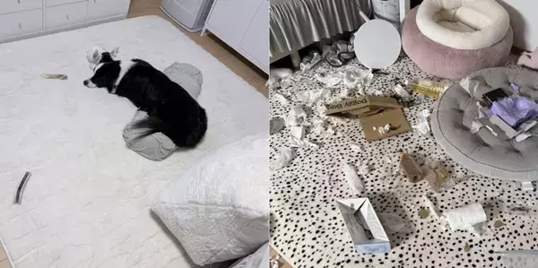 〝2.5次元俳優が好きすぎるワンコ〟に2.5万人驚がく　「推しの力は偉大」「とても賢いぬ......」