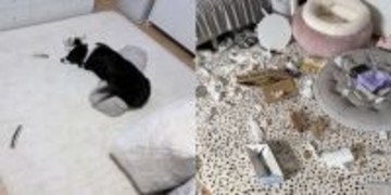 〝2.5次元俳優が好きすぎるワンコ〟に2.5万人驚がく　「推しの力は偉大」「とても賢いぬ......」