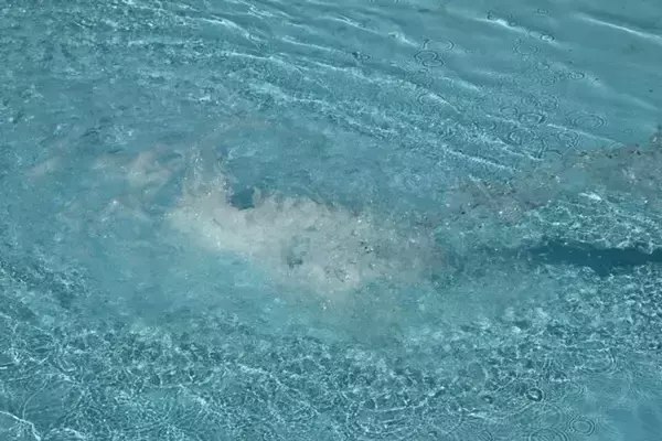 「「波のプール」で溺れそうになり大パニック！間一髪で助けてくれた命の恩人は誰なの？（愛知県・30代女性）」の画像