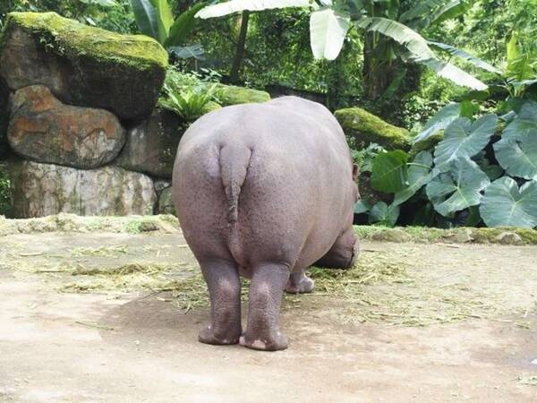 憂鬱な月曜日 をハッピーに 動物のおしりで癒される ケツ曜日 がブーム 22年2月27日 エキサイトニュース 憂鬱な月曜日 をハッピーに 動物のおしりで癒される ケツ曜日 がブーム 22年2月27日 エキサイトニュース