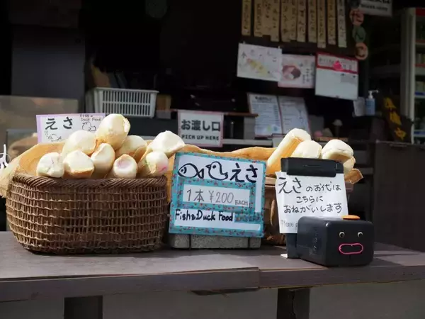 「もはや恐怖映像...横浜・三溪園での〝鯉のエサやり〟が大迫力すぎ　2.7万人戦慄「トラウマになりそう」」の画像