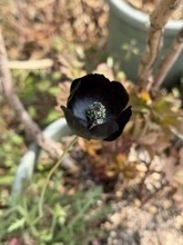 この色の花が存在するとは　神秘的な一輪に3.9万人驚がく「初めて見ました」「美しすぎます」