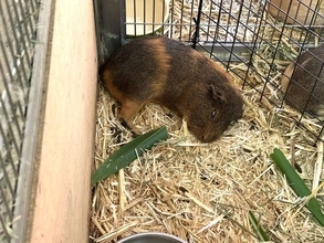 「人間の専売特許と思ってた」「心配しちゃう」　動物園で激写された〝衝撃的寝顔〟に1.6万人驚がく