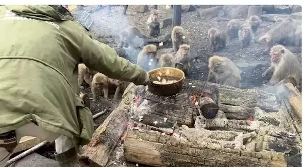猿の群れの真ん中で、ポップコーンを作ったらどうなる？　楽しそうすぎる〝パーティー〟に3.6万人破顔