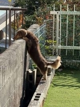 「もう少し遠慮してもらえます？」　堂々たる〝覗き犬〟に4.2万人破顔「ながくてえらい！かわいい！」