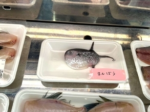 岩手の鮮魚店に並んでた〝予想外すぎる1匹〟に1万人驚がく　「こんな事あるんだ」「初めて見た」