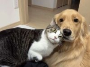 「可愛すぎてつらい」「こんなんズルい」　仲良しワンニャンの〝めりこみショット〟に1.3万人もん絶