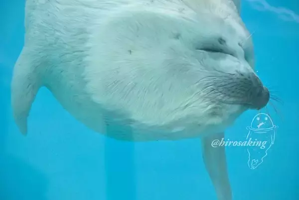ふわふわ赤ちゃんアザラシのお顔がガラスにムニュ～　伊勢シーパラダイスで激写された貴重な1枚に2.1万人夢中