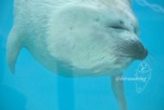 ふわふわ赤ちゃんアザラシのお顔がガラスにムニュ～　伊勢シーパラダイスで激写された貴重な1枚に2.1万人夢中