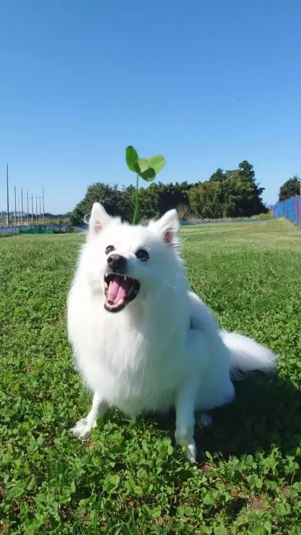 ドッグランで爆誕した〝奇跡の犬〟に3.1万人驚がく　「犬ピクミン!」「可愛すぎ」