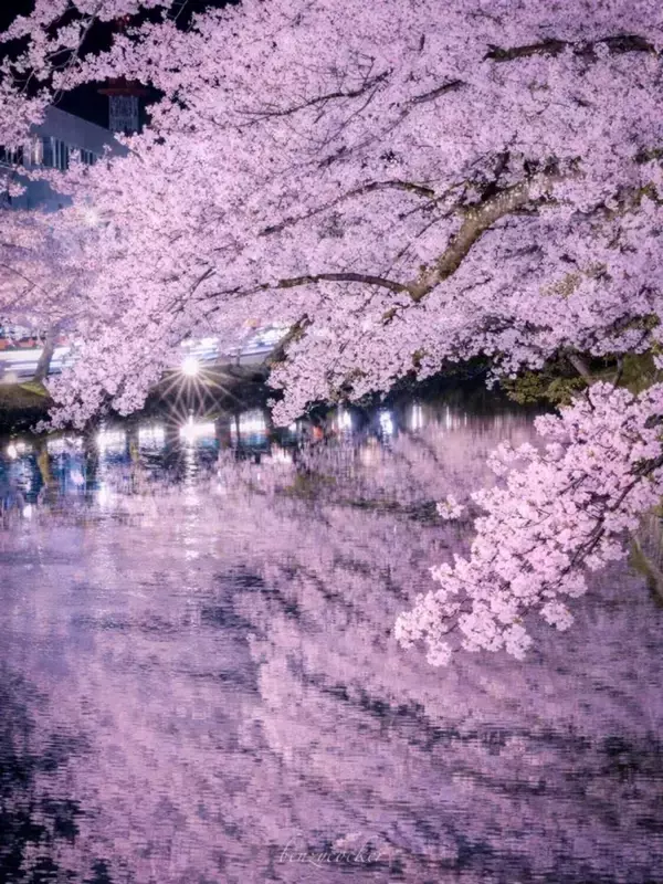 青森・弘前さくらまつりの夜桜が誘う〝幽玄の世界〟　幻想的絶景に1.3万人感激\