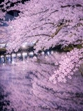 青森・弘前さくらまつりの夜桜が誘う〝幽玄の世界〟　幻想的絶景に1.3万人感激\