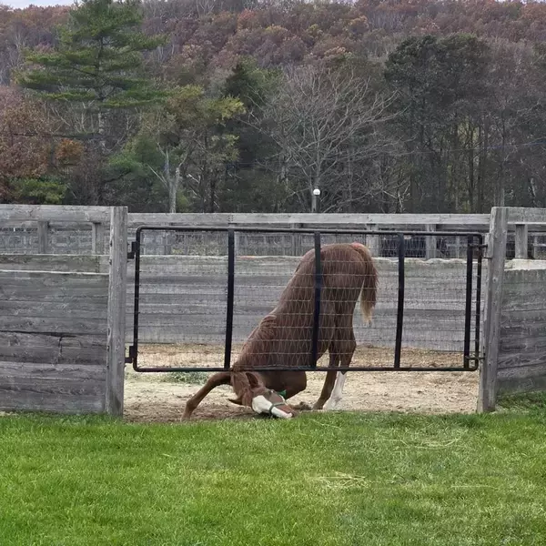 アクロバティックすぎた馬の〝食事〟に4.5万人爆笑　「執念を感じる」「必死さが良いwww」