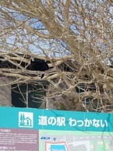 この写真のどこかに猫が1匹います　1.7万人驚がくの姿、あなたは見つけられる？