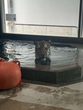 天王寺動物園で目撃されたアムールトラの〝避暑方法〟に2.4万人驚がく　「人みたい」「おるよなーこういう奴」