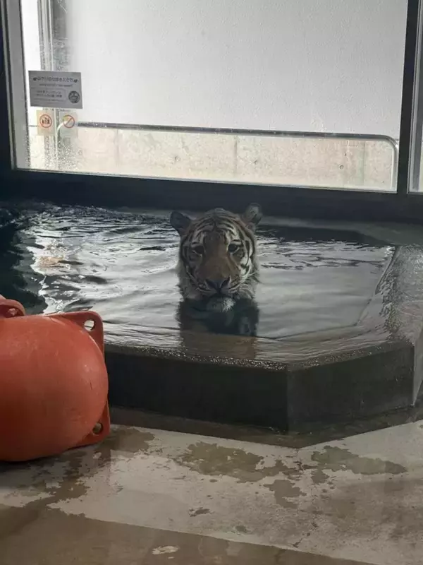 天王寺動物園で目撃されたアムールトラの〝避暑方法〟に2.4万人驚がく　「人みたい」「おるよなーこういう奴」