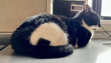 「こんなにかわいいものがこの世に存在するなんて」　奇跡の模様を持つ猫に12万人興奮