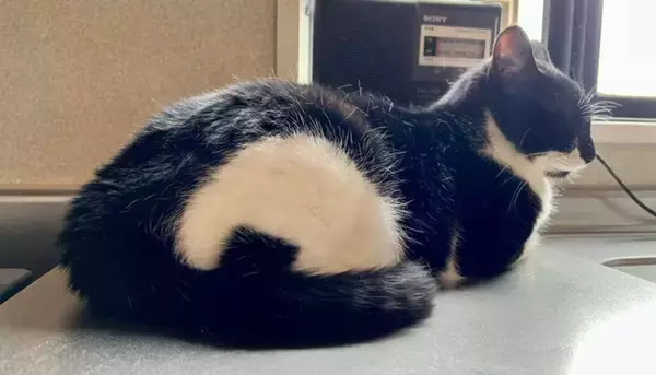 「こんなにかわいいものがこの世に存在するなんて」　奇跡の模様を持つ猫に12万人興奮