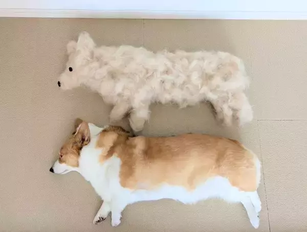 「こんなに抜けるんだ」「本当に底知れない」　どこに隠し持ってたの？換毛期コーギーの〝ふわふわ分身〟に9万人驚がく