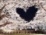 「なんてカワイイ「偶然」なんだ...　空にハートを描く弘前公園の桜に反響「心がキュンってなる」「キレイすぎるやろ～！」」の画像1