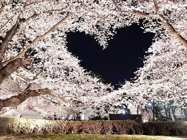 「なんてカワイイ「偶然」なんだ...　空にハートを描く弘前公園の桜に反響「心がキュンってなる」「キレイすぎるやろ～！」」の画像