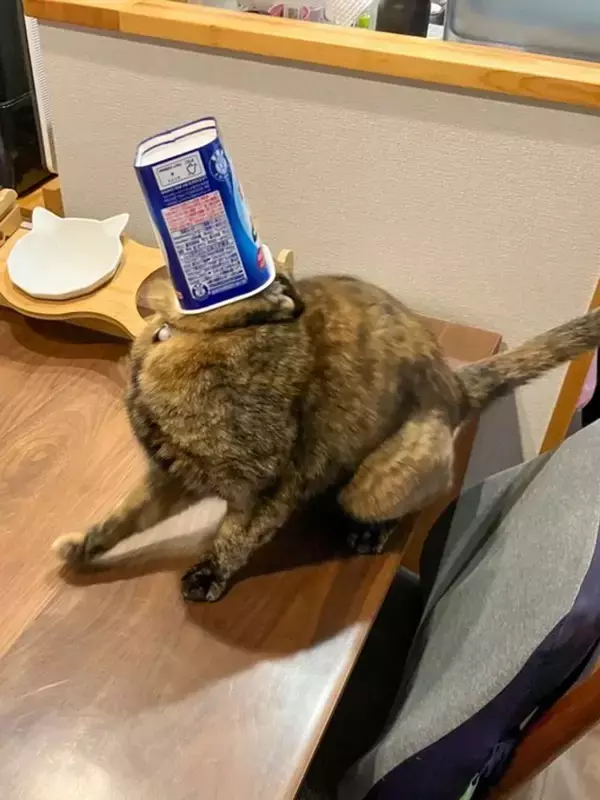 にゃんこの食後に目を離したら...衝撃事態発生で2.8万人あ然　「新種UMA」「芸術点高い」