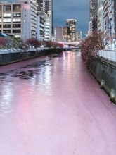 「夢の世界の川みたい」「正真正銘の桜川」　目黒川そめた巨大な〝花筏〟...大迫力の絶景に17万人驚がく