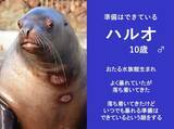 「「いつでも暴れる準備はできている」　北海道・おたる水族館の〝短気なトド〟紹介文にSNS感心「リスペクト不可避」」の画像1