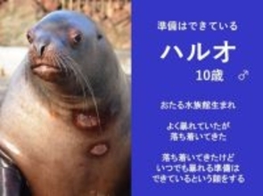 「いつでも暴れる準備はできている」　北海道・おたる水族館の〝短気なトド〟紹介文にSNS感心「リスペクト不可避」