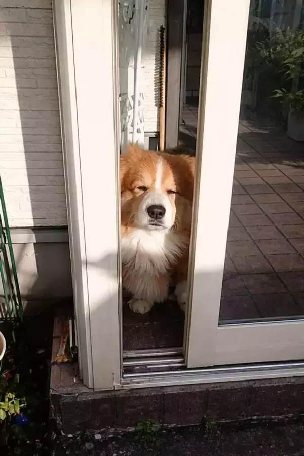 「なんて健気」「愛おしすぎる」　とっても眠たそうなのに...しょぼしょぼコーギーのお出迎えに5.4万人もん絶