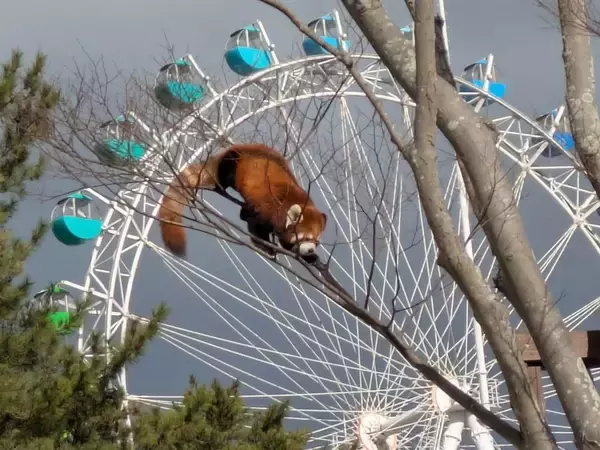 襲来！？超巨大レッサーパンダ　福岡・到津の森の衝撃光景にネット驚がく「AIかと思った」