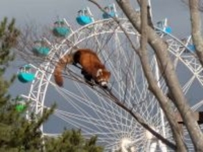 襲来！？超巨大レッサーパンダ　福岡・到津の森の衝撃光景にネット驚がく「AIかと思った」